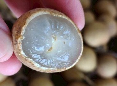 สกลนคร ร่วมใจ กระจายลำไย จ.พะเยา : ช่วยเหลือเกษตรชาวภาคเหนือ พารามิเตอร์รูปภาพ 6