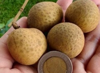 สกลนคร ร่วมใจ กระจายลำไย จ.พะเยา : ช่วยเหลือเกษตรชาวภาคเหนือ พารามิเตอร์รูปภาพ 5