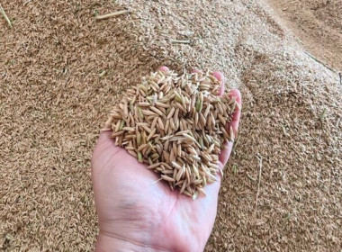 ลงพื้นที่ตรวจเยี่ยมจุดรับซื้อข้าวเปลือกและแนะนำการเข้าร่วมโครงการตามมาตรการรักษาเสถียรภาพราคาข้าวเปลือก ปีการผลิต 2568/69 ... พารามิเตอร์รูปภาพ 7