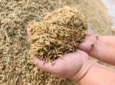 ลงพื้นที่ตรวจเยี่ยมและแนะนำการเข้าร่วมโครงการตามมาตรการรักษาเสถียรภาพราคาข้าวเปลือก ปีการผลิต 2568/69 ... พารามิเตอร์รูปภาพ 5