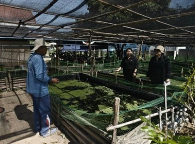 สหกรณ์จังหวัดสกลนคร เข้าตรวจเยี่ยมแปลงเกษตรผสมผสานของสมาชิก ... พารามิเตอร์รูปภาพ 1