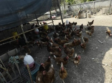 สหกรณ์จังหวัดสกลนคร เข้าตรวจเยี่ยมแปลงเกษตรผสมผสานของสมาชิก ... พารามิเตอร์รูปภาพ 3