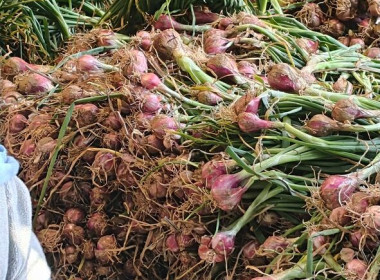 ร่วมกันบริหารจัดการกระจายผลผลิตหอมแดงสดจากแหล่งผลิตจังหวัดศรีสะเกษเข้าสู่พื้นที่จังหวัดสกลนคร ... พารามิเตอร์รูปภาพ 4