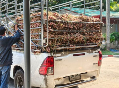 ร่วมกันบริหารจัดการกระจายผลผลิตหอมแดงสดจากแหล่งผลิตจังหวัดศรีสะเกษเข้าสู่พื้นที่จังหวัดสกลนคร ... พารามิเตอร์รูปภาพ 2