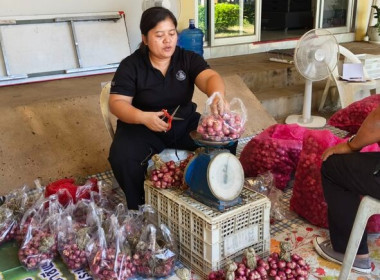 สกลนคร ใช้กลไกเครือข่ายระบายหอมแดงศรีสะเกษ 1 ตัน ... พารามิเตอร์รูปภาพ 3